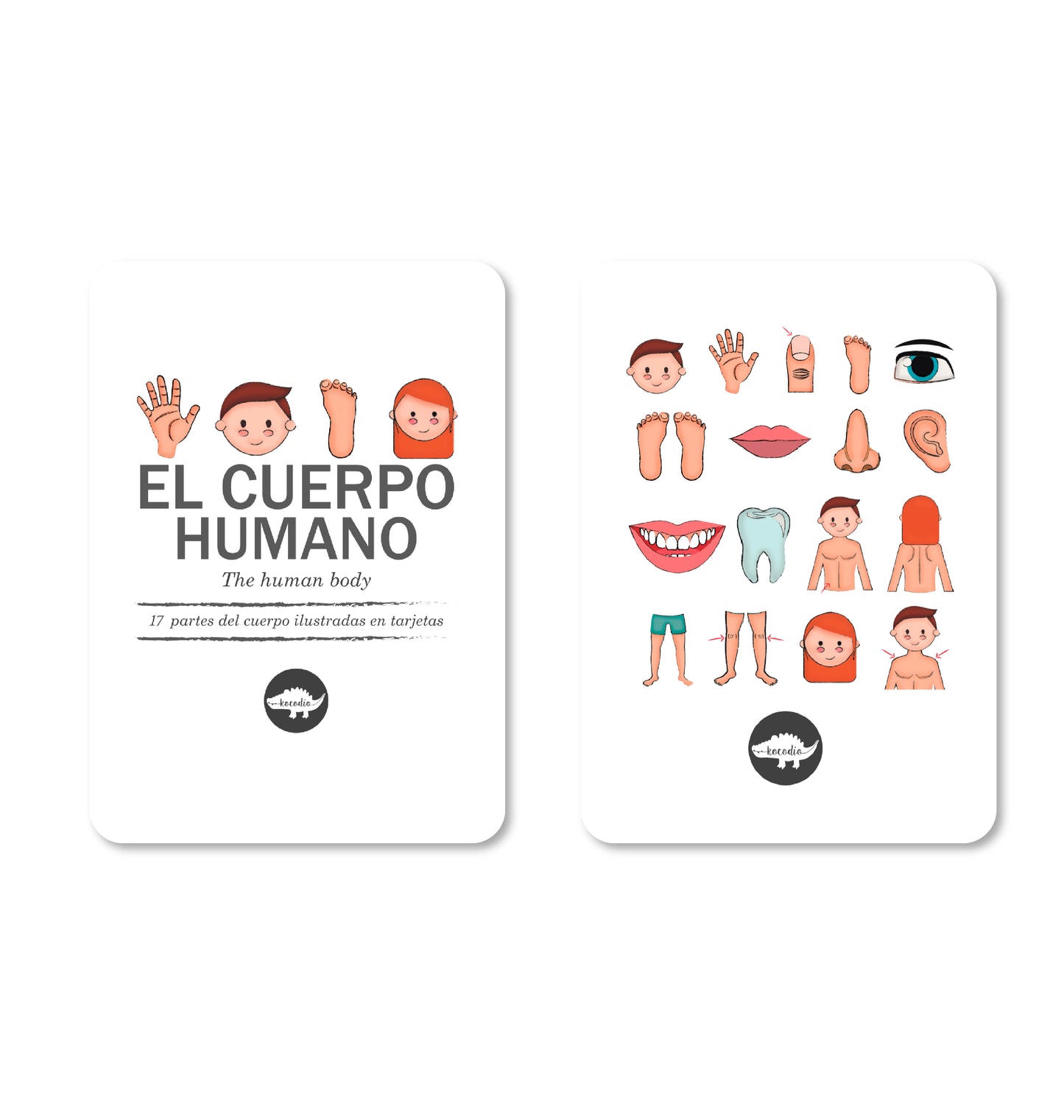 Flash Cards - Cuerpo humano